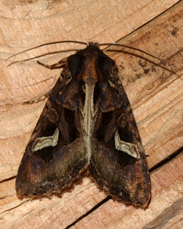 Noctuidae Trigonophora flammea ?